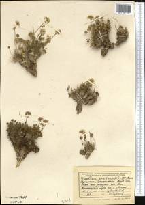 Graellsia saxifragifolia (DC.) Boiss., Middle Asia, Kopet Dag, Badkhyz, Small & Great Balkhan (M1) (Turkmenistan)