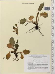 Primula veris subsp. macrocalyx (Bunge) Lüdi, Caucasus, Krasnodar Krai & Adygea (K1a) (Russia)