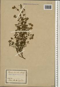 Thymus sipyleus Boiss., Caucasus, Georgia (K4) (Georgia)