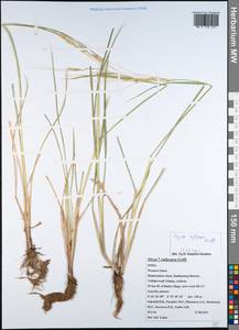 Oryza rufipogon Griff., South Asia, South Asia (Asia outside ex-Soviet states and Mongolia) (ASIA) (India)