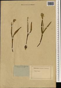 Barnardia japonica (Thunb.) Schult. & Schult.f., South Asia, South Asia (Asia outside ex-Soviet states and Mongolia) (ASIA) (Not classified)
