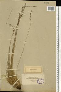 Festuca trachyphylla (Hack.) Hack., Eastern Europe, North-Western region (E2) (Russia)
