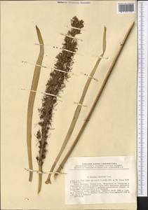 Eremurus hissaricus Vved., Middle Asia, Pamir & Pamiro-Alai (M2) (Tajikistan)