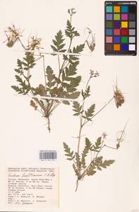 Erodium hoefftianum C. A. Mey., Eastern Europe, Lower Volga region (E9) (Russia)