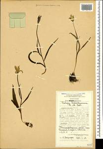 Tulipa sylvestris subsp. australis (Link) Pamp., Caucasus, Stavropol Krai, Karachay-Cherkessia & Kabardino-Balkaria (K1b) (Russia)