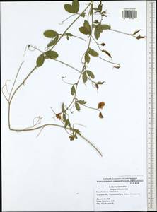 Lathyrus tuberosus L., Eastern Europe, Central region (E4) (Russia)