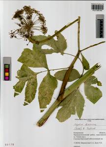 Angelica decurrens (Ledeb.) B. Fedtsch., Siberia, Altai & Sayany Mountains (S2) (Russia)