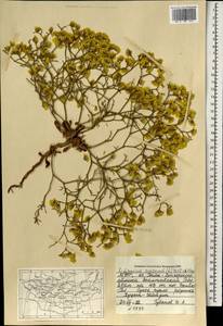 Limonium aureum (L.) Chaz., Mongolia (MONG) (Mongolia)