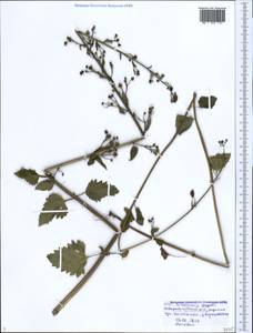 Scrophularia scopolii Hoppe, Caucasus, Black Sea Shore (from Novorossiysk to Adler) (K3) (Russia)