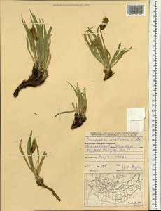 Takhtajaniantha austriaca (Willd.) Zaika, Sukhor. & N. Kilian, Mongolia (MONG) (Mongolia)