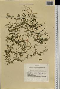 Mesostemma amblyosepalum (Schrenk) Chepinoga, Siberia, Altai & Sayany Mountains (S2) (Russia)