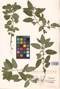 MHA 0 158 420, Mentha × piperita L., Eastern Europe, Lower Volga region (E9) (Russia)