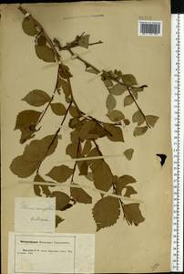 Ulmus minor subsp. minor, Eastern Europe, Central forest-and-steppe region (E6) (Russia)