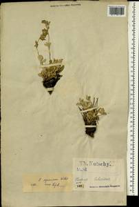 Potentilla speciosa Willd., South Asia, South Asia (Asia outside ex-Soviet states and Mongolia) (ASIA) (Turkey)