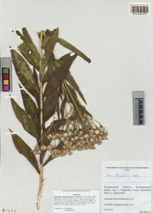 Senecio sarracenicus L., Siberia, Altai & Sayany Mountains (S2) (Russia)