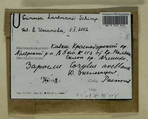 Grimmia hartmanii Schimp., Bryophytes, Bryophytes - North Caucasus & Ciscaucasia (B12) (Russia)