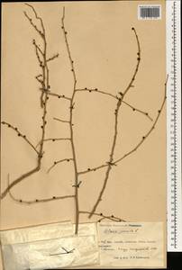 Ulmus pumila L., South Asia, South Asia (Asia outside ex-Soviet states and Mongolia) (ASIA) (China)