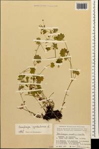 Saxifraga cymbalaria L., Caucasus, Armenia (K5) (Armenia)