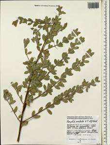 Pemphis acidula J. R. Forst. & G. Forst., South Asia, South Asia (Asia outside ex-Soviet states and Mongolia) (ASIA) (Maldives)