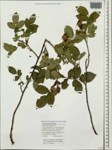 Rosa gallica L., Caucasus, Stavropol Krai, Karachay-Cherkessia & Kabardino-Balkaria (K1b) (Russia)