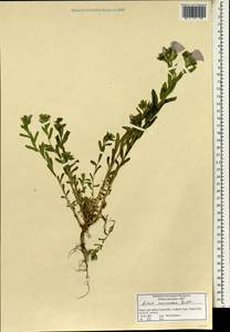 Linum mucronatum, South Asia, South Asia (Asia outside ex-Soviet states and Mongolia) (ASIA) (Israel)