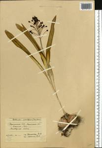 Bellevalia speciosa Woronow ex Grossh., Eastern Europe, South Ukrainian region (E12) (Ukraine)