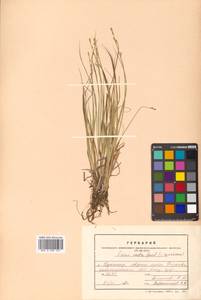 Carex canescens subsp. canescens, Siberia, Russian Far East (S6) (Russia)