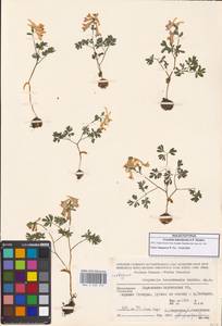 Corydalis teberdensis A.P.Khokhr., Caucasus, Stavropol Krai, Karachay-Cherkessia & Kabardino-Balkaria (K1b) (Russia)