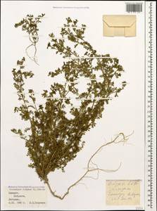 Lepidium didymum L., Caucasus, Georgia (K4) (Georgia)