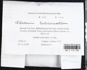 Ditrichum heteromallum (Hedw.) E. Britton, Bryophytes, Bryophytes - Russian Far East (excl. Chukotka & Kamchatka) (B20) (Russia)