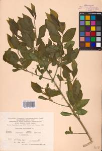 Euonymus europaeus L., Eastern Europe, Central forest-and-steppe region (E6) (Russia)