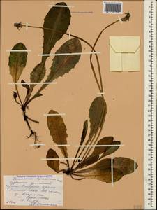 Taraxacum thracicum Soest, Crimea (KRYM) (Russia)