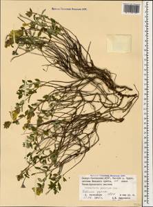 Scutellaria granulosa Juz., Caucasus, North Ossetia, Ingushetia & Chechnya (K1c) (Russia)