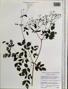 Thalictrum aquilegiifolium subsp. aquilegiifolium, Siberia, Russian Far East (S6) (Russia)