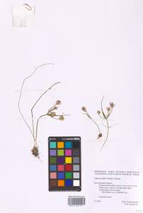 Gagea podolica Schult. & Schult.f., Eastern Europe, Central forest-and-steppe region (E6) (Russia)