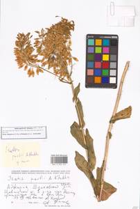Isatis emarginata Kar. & Kir., Caucasus, Georgia (K4) (Georgia)