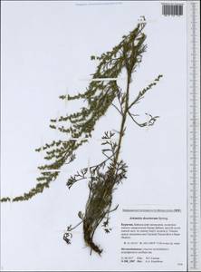 Artemisia desertorum Spreng., Siberia, Baikal & Transbaikal region (S4) (Russia)