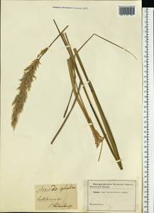 Calamagrostis arundinacea (L.) Roth, Eastern Europe, North-Western region (E2) (Russia)