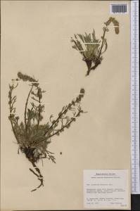 Artemisia borealis Pall., America (AMER) (Greenland)