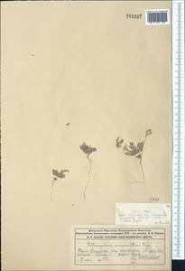Astragalus commixtus Bunge, Middle Asia, Syr-Darian deserts & Kyzylkum (M7) (Kazakhstan)
