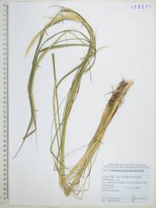Calamagrostis arundinacea (L.) Roth, Siberia, Russian Far East (S6) (Russia)