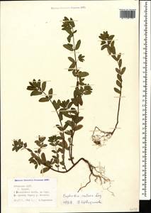Euphorbia nutans Lag., Caucasus, Abkhazia (K4a) (Abkhazia)