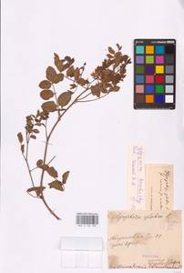 Glycyrrhiza glabra L., Eastern Europe, Middle Volga region (E8) (Russia)