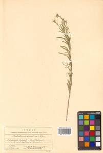 Dontostemon micranthus C. A. Mey., Siberia, Russian Far East (S6) (Russia)