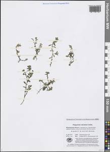 Polygonum arenastrum subsp. calcatum (Lindm.) Wissk., Eastern Europe, Northern region (E1) (Russia)