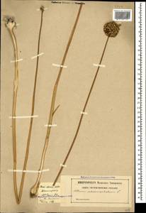 Allium sphaerocephalon L., Caucasus, Stavropol Krai, Karachay-Cherkessia & Kabardino-Balkaria (K1b) (Russia)