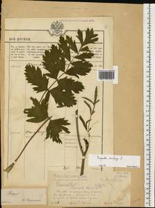 Pimpinella saxifraga L., Eastern Europe, Volga-Kama region (E7) (Russia)