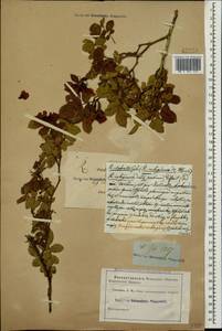 Rosa rubiginosa L., Caucasus (no precise locality) (K0)