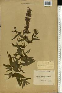 Lythrum salicaria L., Eastern Europe, South Ukrainian region (E12) (Ukraine)