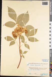 Ptelea trifoliata L., Eastern Europe, North Ukrainian region (E11) (Ukraine)